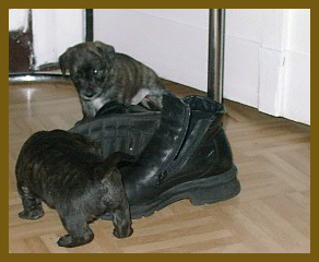 Was sind das nur wieder für Dinger?