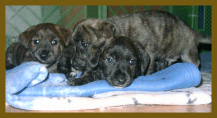 Drei kleine müde Rüden