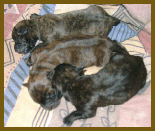 dritter Tag im Leben eines Welpen