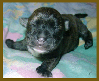 Fünfter Tag im Leben eines Welpen