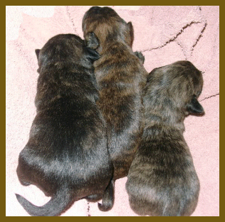 Welpen beim Schlafen