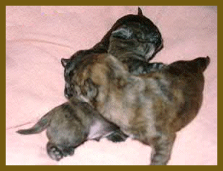 Die erstenTage im Leben eines Welpen