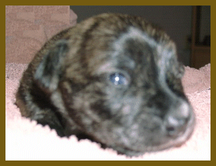 Die ersten Tage im Leben eines Welpen