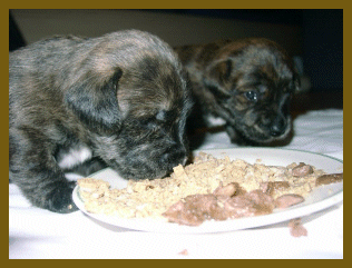 Der 20. Tag im Leben eines Hundewelpen