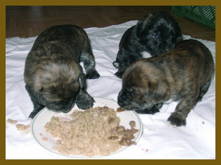 Der 21. Tag im Leben eines Hundewelpen