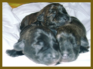 7. Tag im Leben eines Welpen