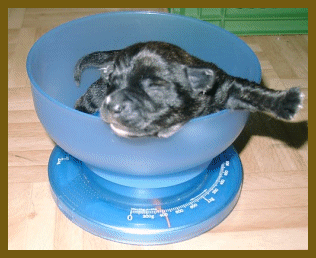 8.Tag im Leben eines Welpen