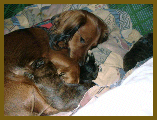 9.Tag im Leben eines Welpen